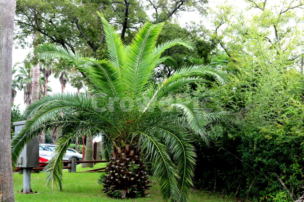 나무,식물,야자수,야자수나무,자연,제주도,jeju,jeju island,식물,자연,plants,nature,나무,trees,wood,palm tree,tree,plant,arecaceae,Arecaceae