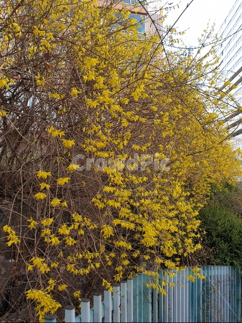 개나리,봄꽃,봄,flower,담벼락,꽃길,꽃담,노란꽃