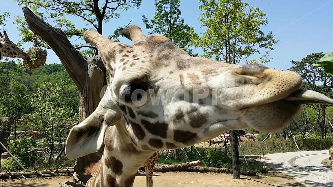 기린,동물,귀여움,봄,동물원,동물,animal,포유류,mammal
