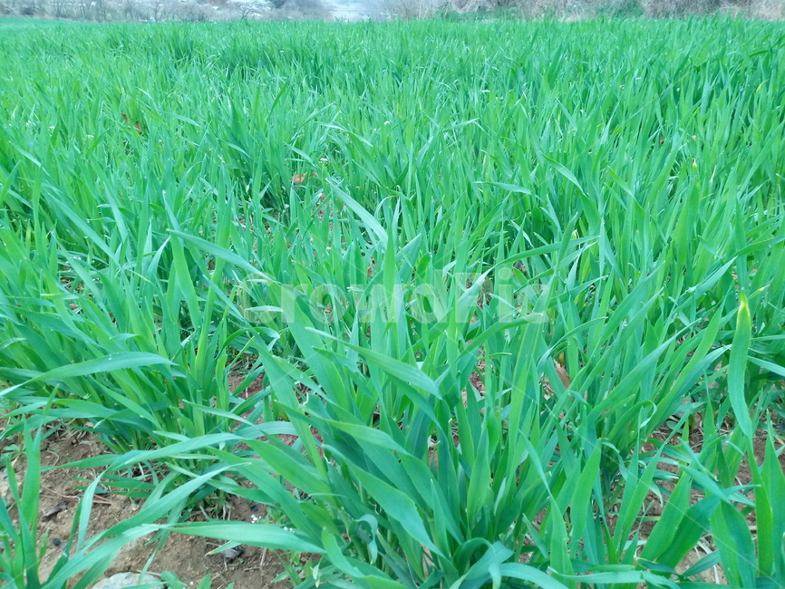 초록,자연,식물,옥수수어린싹,들판,식물,자연,plants,nature