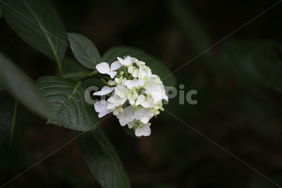 수국,Bigleafhydrangea,쌍떡잎식물,장미목,낙엽관목,수국꽃,식물,자연,plants,nature,꽃,flower,식물,자연,plants,nature,꽃,flower