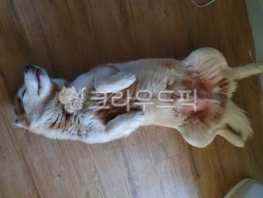 Siberian husky,husky,pet dog,red husky