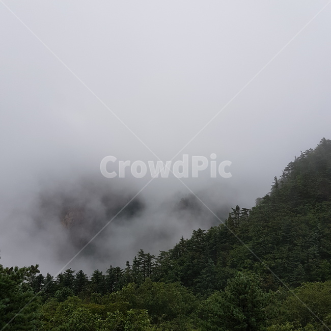 안개,산,나무,뿌옇다,풍경,자연,자연,풍경,nature,landscape,weather,날씨,outdoors,옥외