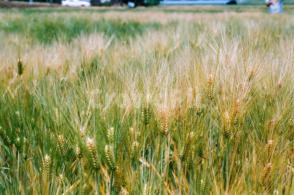 보리,보리밭,황금보리,청보리,봄,농업,농사,agriculture,farming,farming industry