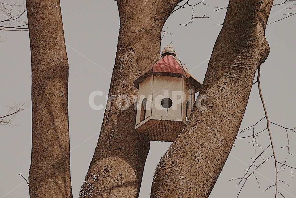 plant,식물,tree,나무,treetrunk,나무줄기,나무,trees,wood