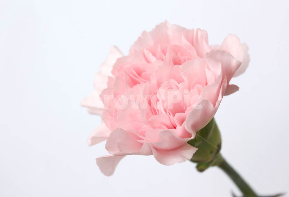 카네이션,꽃,감사,고마움,어버이날,스승의날,기념일,핑크,분홍색,분홍,pink,thanks,closeup,flower,카네이션꽃,생화,식물,신선한,식물,자연,plants,nature,꽃,flower,기념일,축하,anniversary,congratulation,celebrate,celebration
