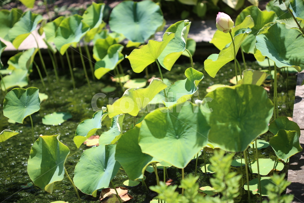 연꽃,연잎,풍경,연못,꽃,자연,수목원,여름,초록,식물,자연,plants,nature