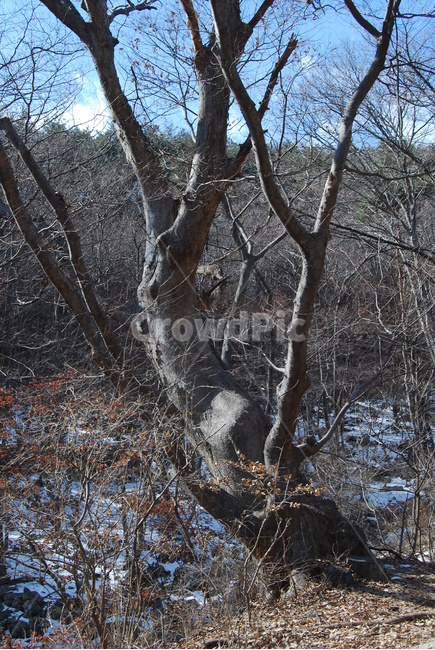 오서산,탐방로,겨울,자연,공원,식물,자연,plants,nature,나무,trees,wood
