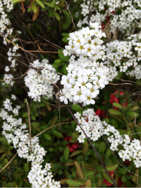 꽃,하얀,흰색,꽃송이,flower,식물,white,식물,자연,plants,nature,꽃,flower