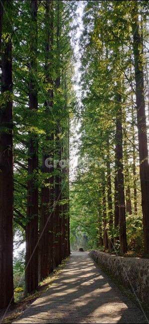 자연,메타쉐콰이어,나무,숲,산,세쿼이아,나무,trees,wood