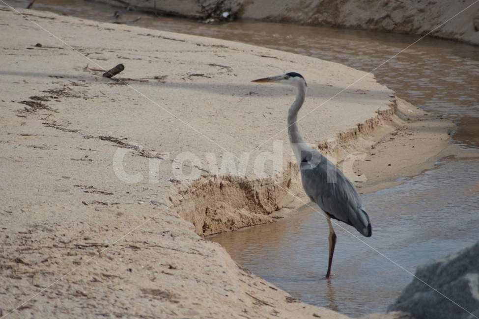 동물,새,조류,왜가리,물,모래사장,heron,동물,animal,조류,새,birds