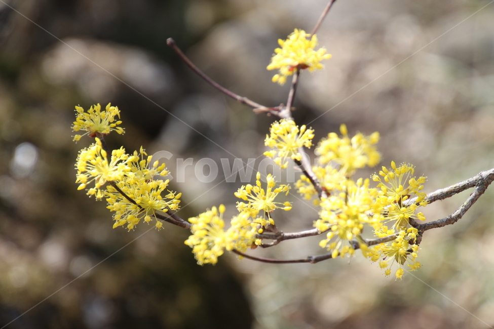 산수유,꽃,층층나무,식물,구례산수유축제,봄,계절,spring,season,식물,자연,plants,nature,꽃,flower,plant