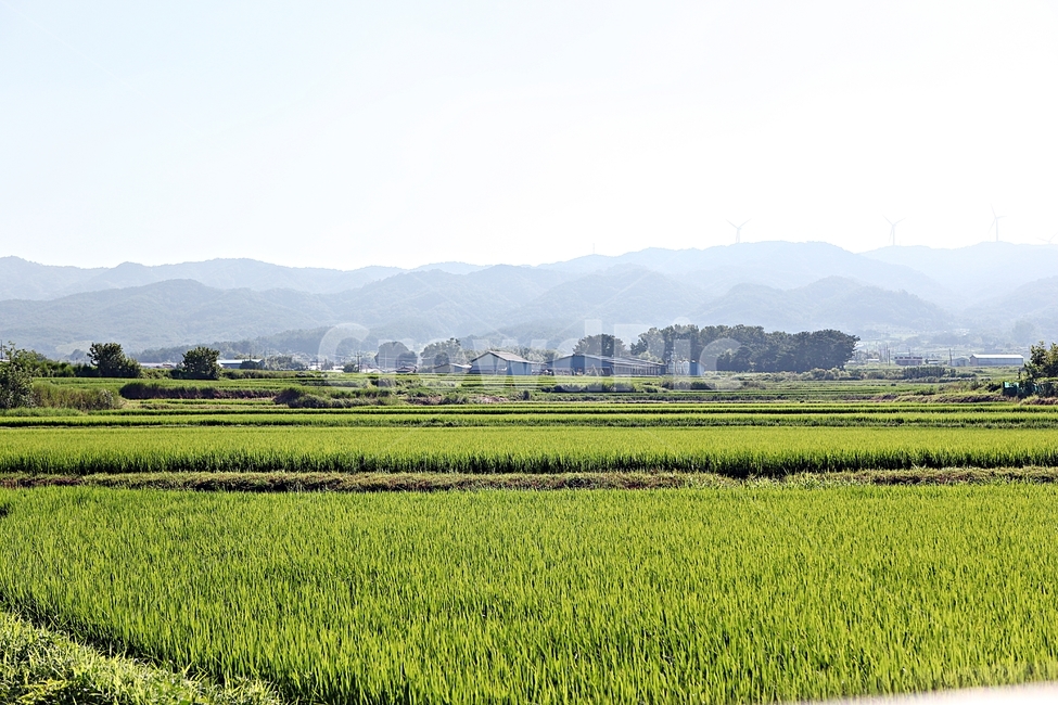 논,벼,농사,시골,쌀,곡식,풍경,여름,논농사,농업,농사,agriculture,farming,farming industry