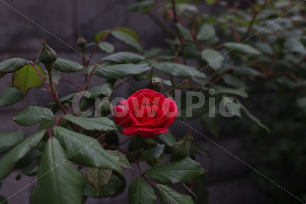꽃,풍경,동백,동백꽃,식물,식물,자연,plants,nature,감성,sensible,feeling,꽃,flower