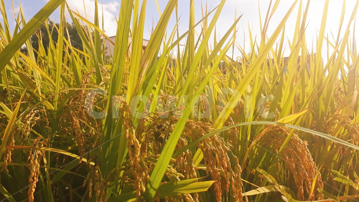 벼,식물,곡물,추수,가을,계절,농사,밭,논,곡식,식물,자연,plants,nature,곡류,곡식,cereals,산업,industry,industrial,농업,농사,agriculture,farming,farming industry
