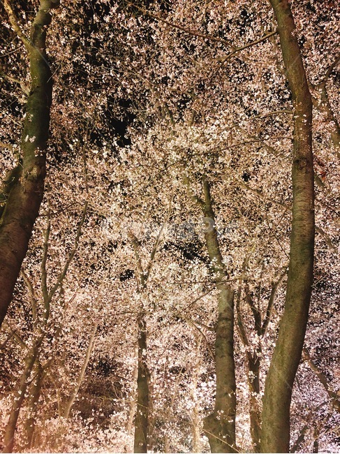 벚꽃,밤,벛꽃놀이,체리블라썸,봄,꽃,분위기
