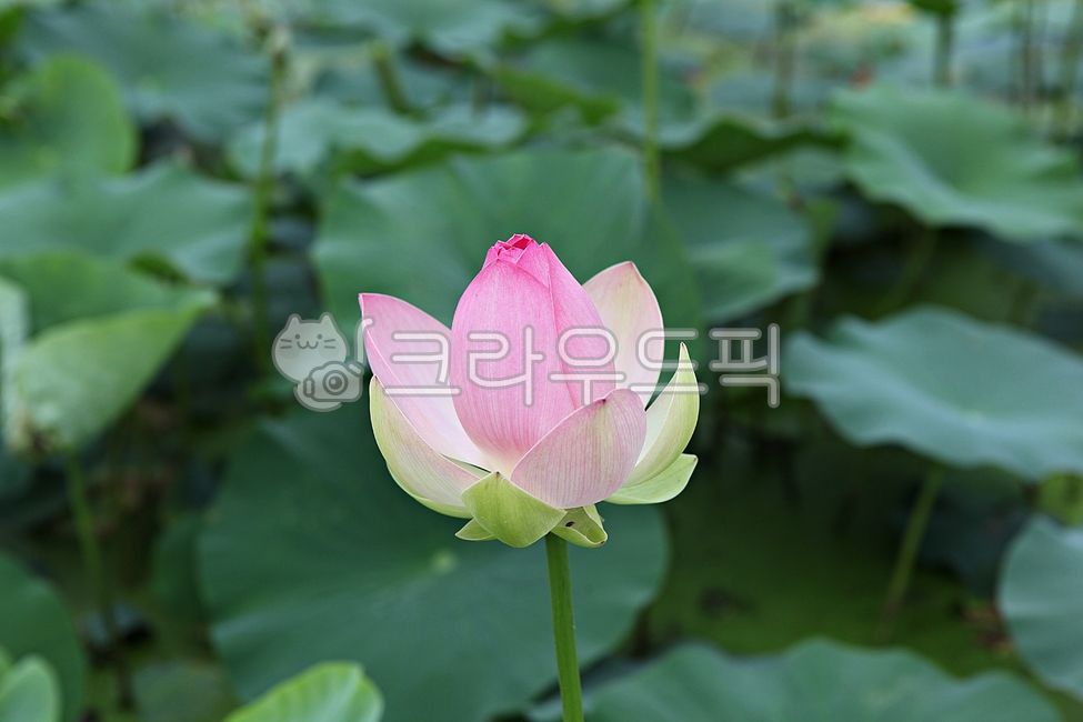 연꽃테마파크,연꽃,꽃,연잎,잎,여름꽃,수생식물,식물,자연,공원,개화,야외