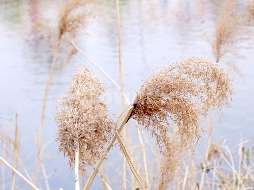 억새,가을,억새풀,갈대,벼,가을,계절,fall,autumn,season,식물,자연,plants,nature,grass,잔디,plant,lawn