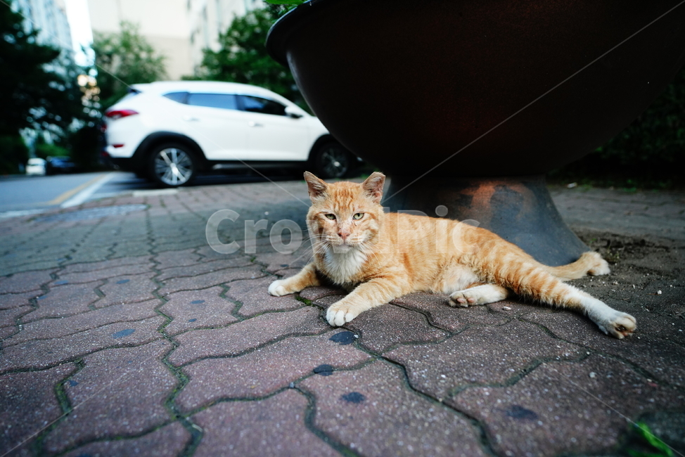 cat,고양이,동물,생물,생명,포유류,거리,animal