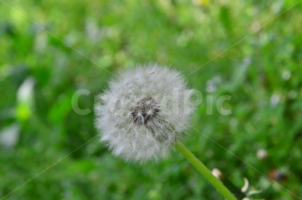 민들레홀씨,민들레꽃,감성민들레,푸른배경의민들레,민들레홀씨되어,식물,자연,plants,nature,꽃,flower