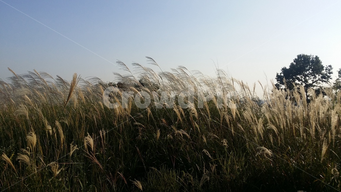 하늘공원,억새,갈대,가을,가을하늘,갈대밭,reed,fall,autumn,식물,자연,plants,nature