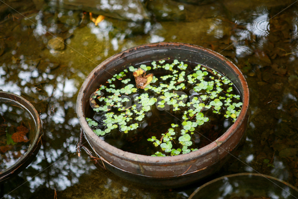 무릉계곡,가을산,단풍,산꽃,야생화,강원도,동해시,돌이끼,이끼,식물,자연,plants,nature