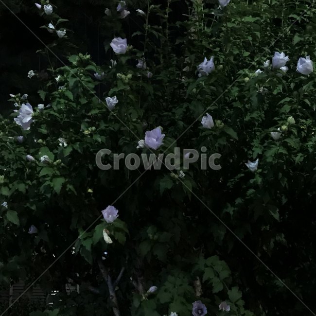 나무,꽃,플라워,밤,감성사진,식물,자연,plants,nature,꽃,flower
