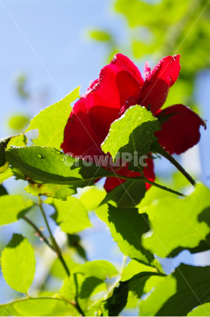 꽃,식물,flower,plant,장미,식물,자연,plants,nature,꽃,flower