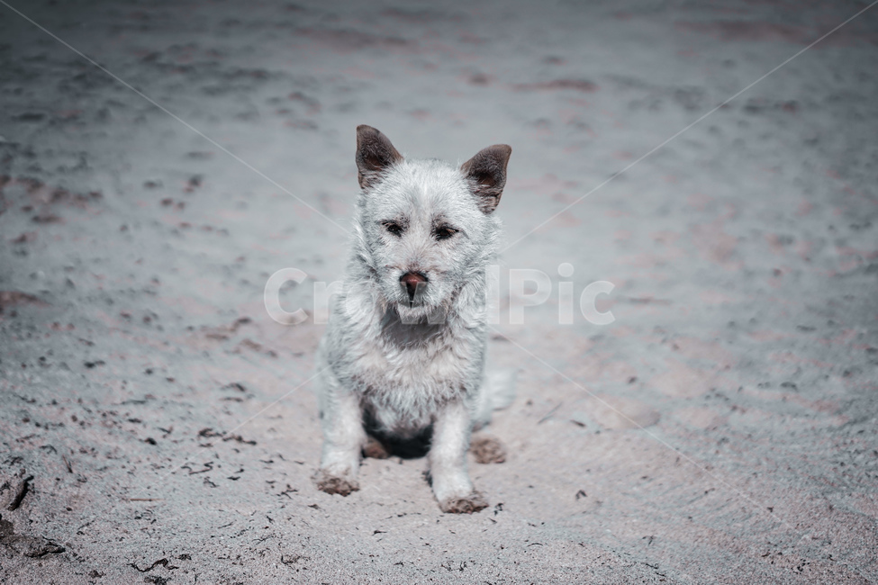 모래사장,강아지,개,dog,lonely,동물,animal,포유류,mammal,개,강아지,dog,doggy
