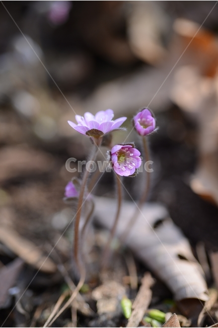 봄,꽃,봄꽃,노루귀,야생화,spring,flower,closeup,접사,근접촬영,봄,계절,spring,season,식물,자연,plants,nature,꽃,flower,geranium,제라늄,plant,blossom