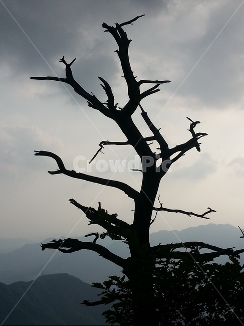 실루엣,자연,nature,등산,나무