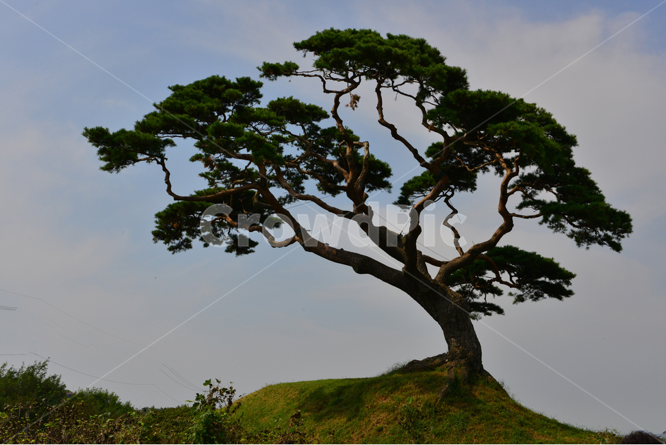 plant,식물,tree,나무,treetrunk,나무줄기,소나무,홍성소나무,언덕