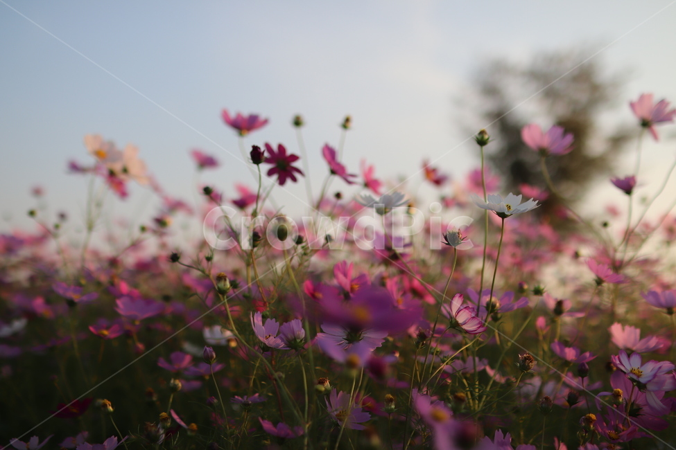 꽃,코스모스,가을,감성,대저,flower,cosmos,가을,계절,fall,autumn,season,식물,자연,plants,nature,꽃,flower,blossom,geranium,제라늄,plant