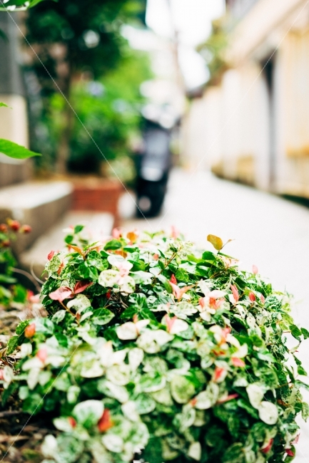 일본,고베,골목,산노미야,화분,주택가,식물,자연,plants,nature,감성,sensible,feeling