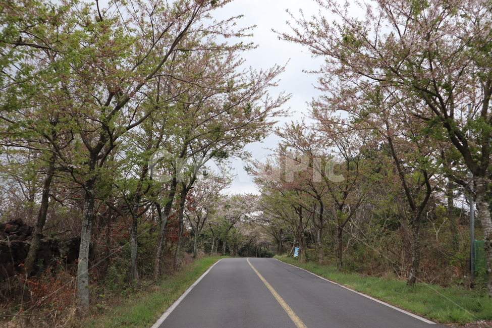 길,나무,식물,봄,spring,feeling,plants,trees,road,도로,jejuroad