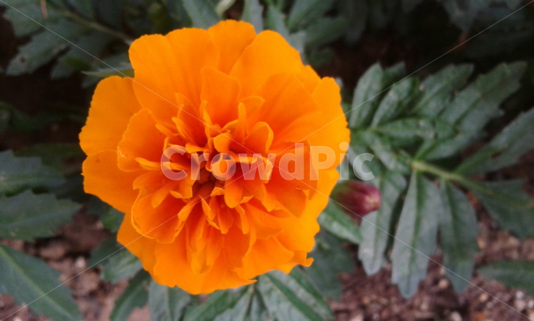 plant,식물,flower,꽃,blossom,식물,자연,plants,nature,꽃,flower