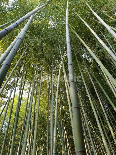 대나무,대나무숲,숲,공원,나무,bambusoideae,죽녹원,죽림원,park,기둥,나무기둥,식물,wood,forest,산,산림,공기정화,fresh,신선한,기분,산림욕,식물,자연,plants,nature,나무,trees,wood