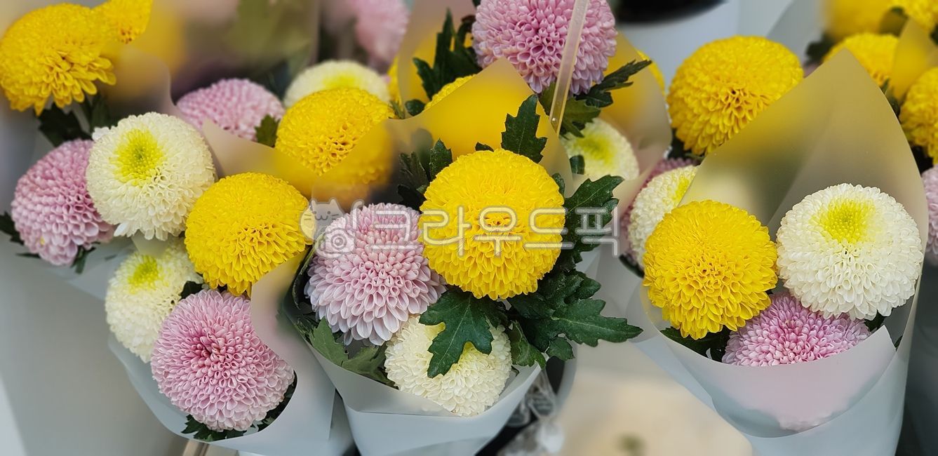 식물,잎,꽃,국화,폼폼국화,blossom,flowerbouquet,flowerarrangement,꽃꽂이