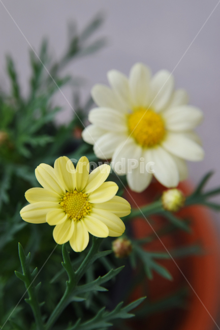 목마가렛,노란꽃,국화,꽃,plant,flower,식물,자연,plants,nature
