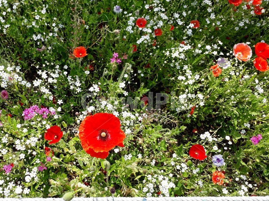 들꽃,야생화,빨강꽃,봄,자연,식물,자연,plants,nature,꽃,flower
