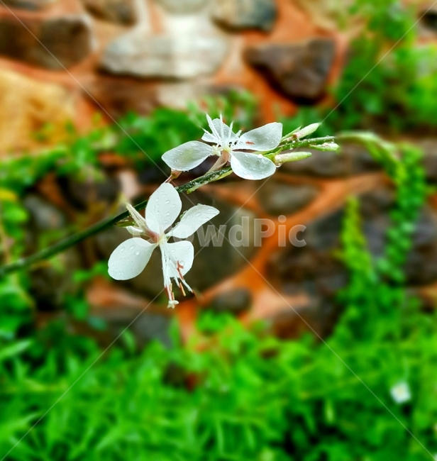 가우라,나비바늘꽂,plant,식물,꽃,flower