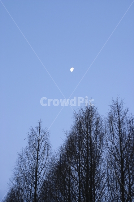 하늘,달,새벽,겨울,나무,앙상함,가지,푸르스름,blueish,moon,tree,1월,겨울,계절,winter,season,자연,풍경,nature,landscape,야경,밤,nightscape,night,식물,plants,나무,trees,wood,outdoors,옥외