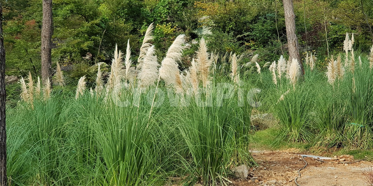 가을,팜파스그라스,자연,식물,산,나무,초록색,green,nature,trees,외국식물,풍경,가을,계절,fall,autumn,season,자연,풍경,nature,landscape,grass,잔디,plant,lawn