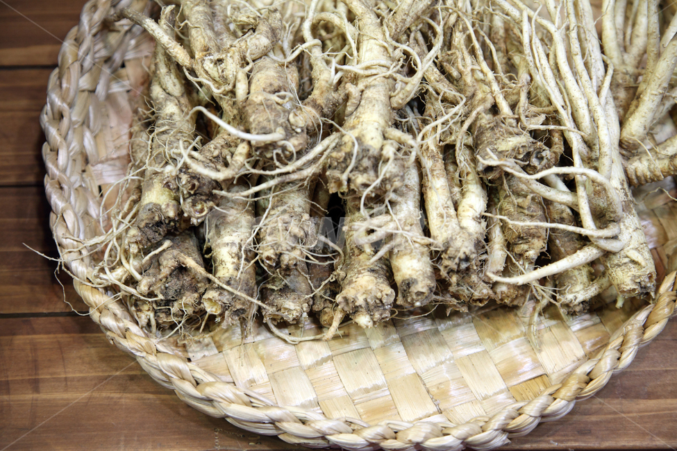 도라지,농산물,삼,음식,재료,식재료,음식재료,뿌리,소쿠리,전통,한국,한국전통,음식,식재료,요리,food,cook,meal,dishes,food reserves