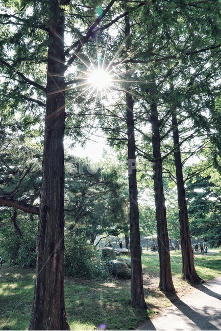 숲,나무,빛,햇살,산책,태양,산림욕,자작나무,여름,오후,숲길