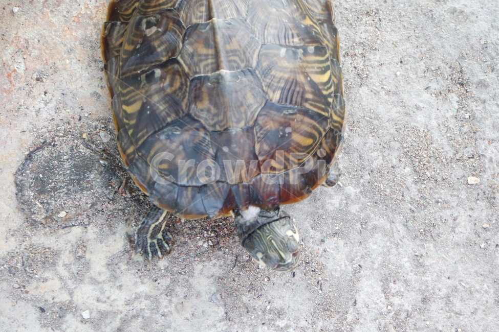 거북이,민물거북이,옐로우벨리터,tortoise,turtle,남생이,동물,animal,파충류,양서류,reptile,amphibian