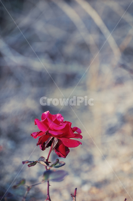 장미,추운,겨울,외로운,flower,rose,꽃,flower