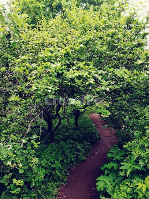 길,way,숲,나무,야외,산책,자연,풍경,nature,landscape,outdoors,옥외
