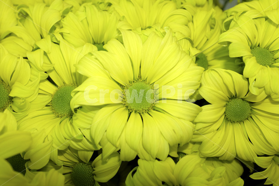 국화,꽃,가을,칼라,color,자연,접사,flower,closeup,nature,autumn,fall,season,plants