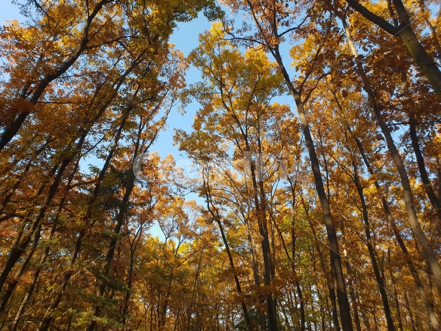가을풍경,단풍,단풍놀이,가을감성,소나무,융릉,건릉,산책로,숲,나무,낙엽,가을,계절,fall,autumn,season,자연,풍경,nature,landscape,식물,plants,나무,trees,wood,tree,plant